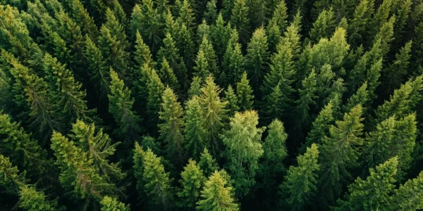 2022 Green and Transition Bonds – Certification and Greenwashing