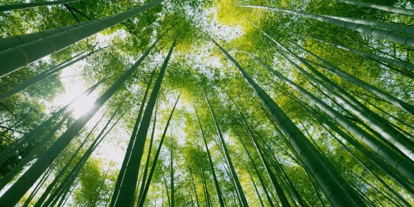 2022 Green and Transition Bond Taxonomy Developments