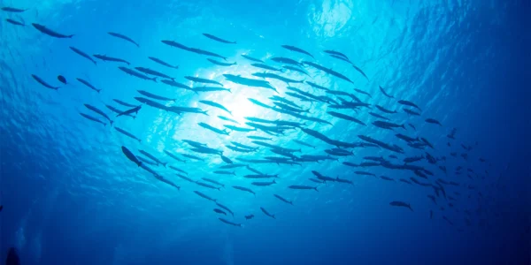 2024 Blue Bonds – Are They Part of Canada’s Sustainable Finance Future